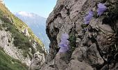 07 Campanule Raineri e Pizzo Menna